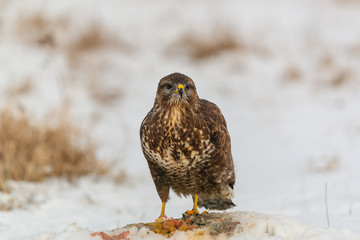 Common buzzard eating meat on the snow