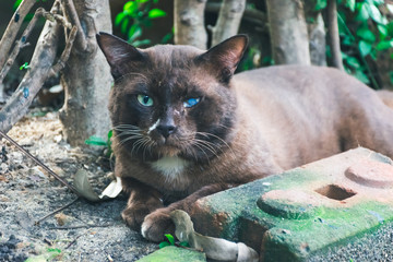 blind cat lying in garden