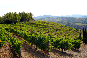 rows of vines in vineyard in italy