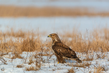 Common buzzard buteo buteo on winter field