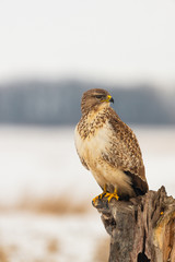 Photo of common buzzard buteo buteo on a tree