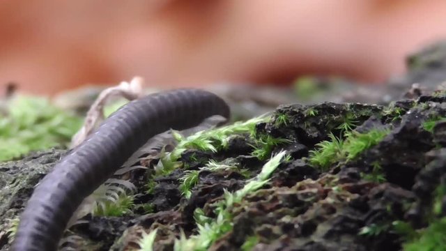Myriapoda. Tausendf&uuml;&szlig;er