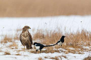 Common buzzard buteo buteo on winter field