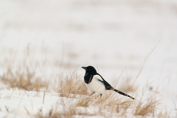 Photo of magpie bird on the snow