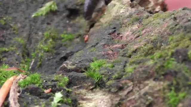 Kugelspringer (Springschw&auml;nze)