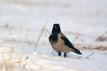 Hooded crow corvus cornix on winter field