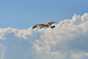 Seagull over the Black Sea