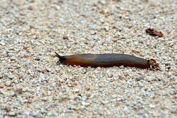 Limace variété grande loche