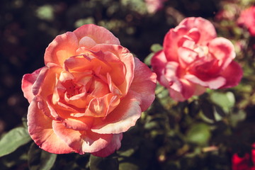Blooming red roses in the garden in sunlight.