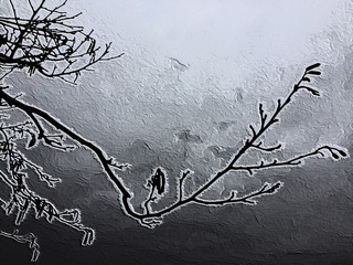 Branch in the winter with frost