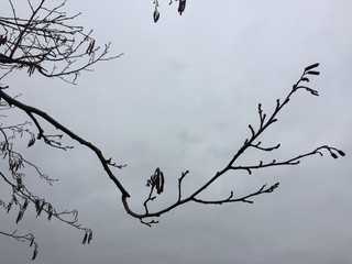 Branch in winter against a cloudy sky