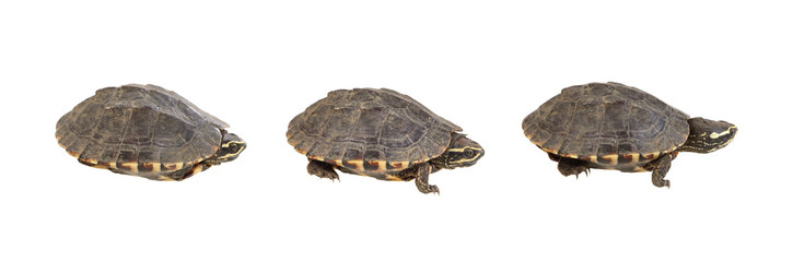 Step or various gestures of turtles  isolated on white background