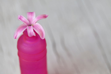 Pink Hyacinth Flower In Vase