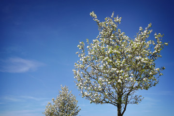 Naklejka premium blooming cherry trees full of blossoms under a blue sky 