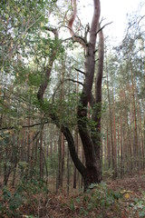 Fototapeta premium harz