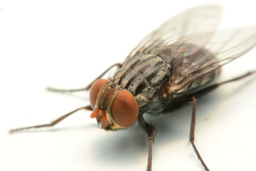 A macro shot of fly isolated on white background.