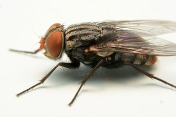 A macro shot of fly isolated on white background.
