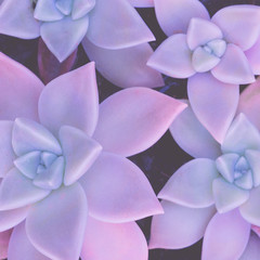 Cactus flowers. Creative  violet colours trend. Plant lover fashion concept