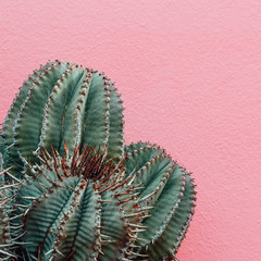 Plants on pink minimal fashion concept. Cactus on pink background wall