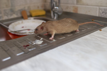 the rat eats the rest of the food from dirty dishes and kitchen utensils in the home kitchen. unsanitary conditions