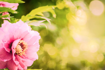 Pfingstrose, Blumenwiese, Hintergrund - Flower Background
