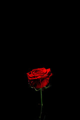 beautiful One red rose on a black background