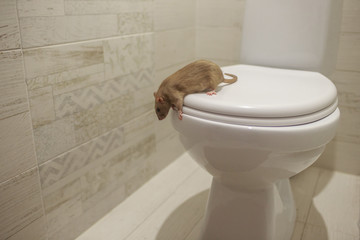 rat sitting on the lid of the toilet