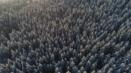 aerial view winter landscape forest covered snow, frost. Frozen branches with hoarfrost in winter forest on sunny day
