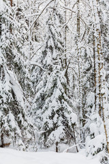 fabulous quiet snowy winter forest in the daytime