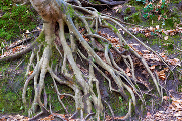 misty beech forest, tree roots among the autumn leaves
