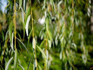 Weeping willow fronds and leaves background in Green Valley Park