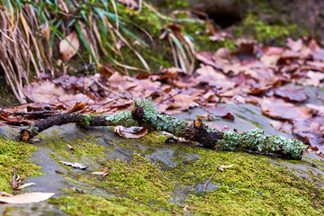 Blurred background green moss on the stone and brick walls in Bali.