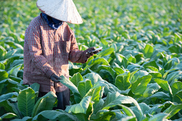 Asian farmers, biotechnology, are checking plant leaves for disease.
