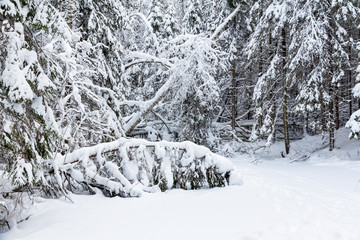  Forest after heavy snowfall