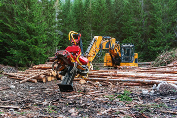 Woodworking machine tractor harvester in the forest. Primary wood processing, pruning branches....