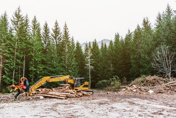 Woodworking machine tractor harvester in the forest. Primary wood processing, pruning branches. Deforestation.