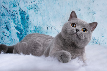 Kittens play in the snowy woods