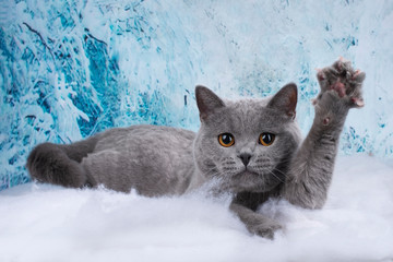 Kittens play in the snowy woods