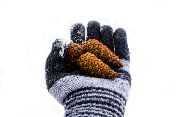Hand in winter gloves hold three cones isolate