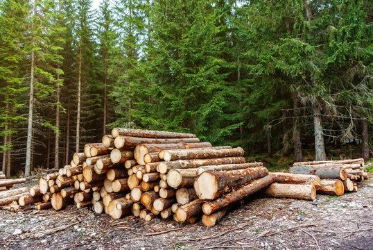 Freshly cut pine logs piled in the forest. Logging, deforestation, environmental issues