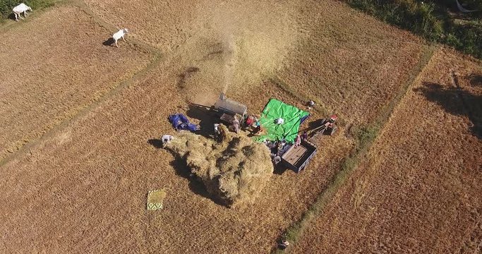 Overhead aerial view of farmers threshing rice with a machine in a field