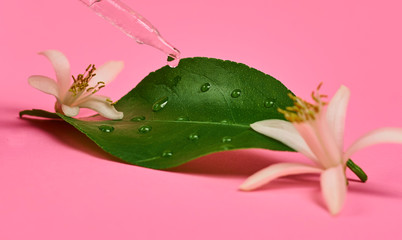 pink lily on a black background