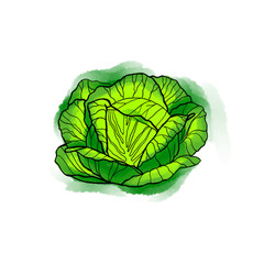 Hand drawn colorful bright fresh lettuce cabbage salad. Watercolors, white background.