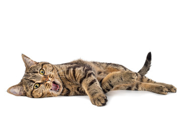 Cat yawns with wide open mouth on a white background