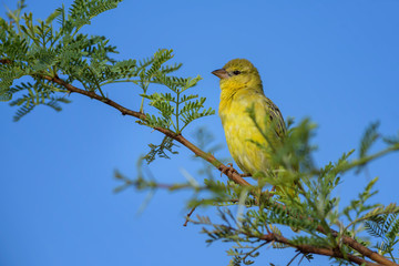 Southern Masked-weaver - Ploceus velatus, beautiful yellow black faced weaver from South Africa, Sossusvlei, Namibia.