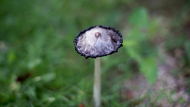 a timelapse of the cap of a tintling creature. the mushroom grows in a garden. 