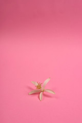 pink flowers on a white background