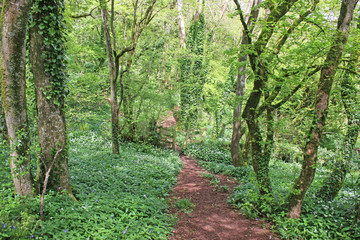 Fototapeta na wymiar Path through a wood in spring