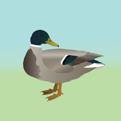 
Male wild duck