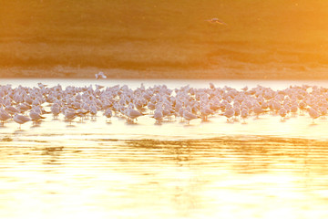 Gulls on frozen lake at sunset